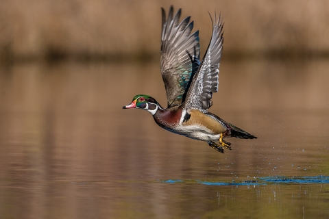 Wood Ducks in Flight