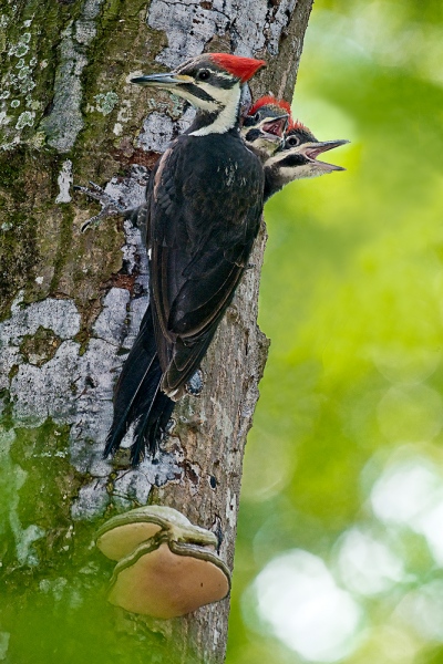 Pileated-WoodpeckerNRHiPass_CompositeParentfrom1124t201005_1123-copy