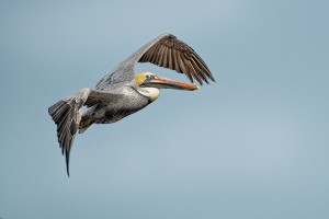The Outer Banks: The Pelicans of Roanoke Island