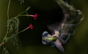 Different Ways to Photograph Hummingbirds: Part 1