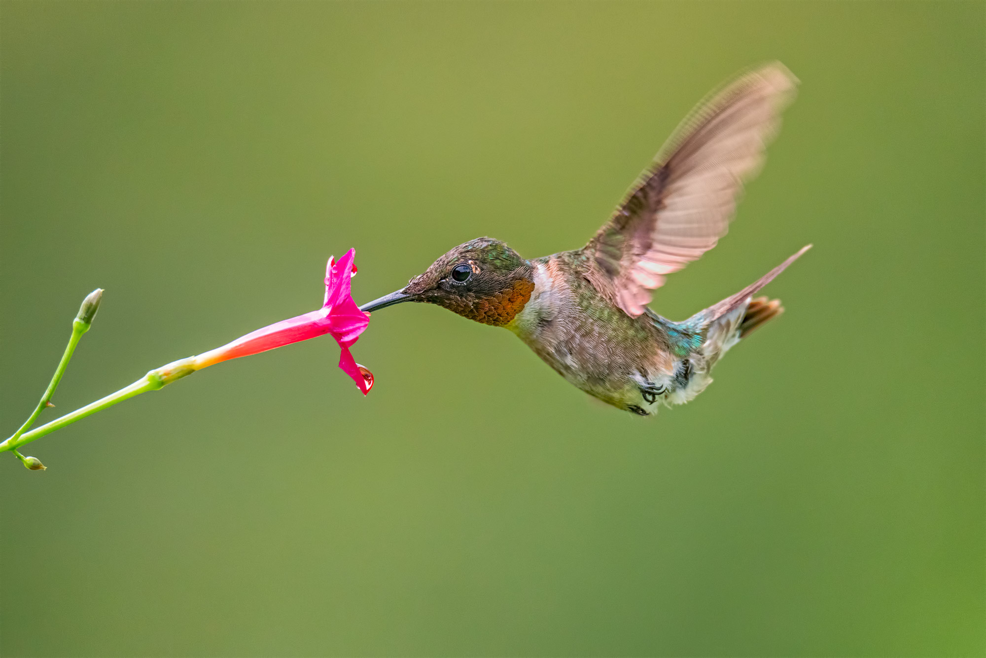 Ruby-throated Hummingbird :: Ed Erkes Nature Photography