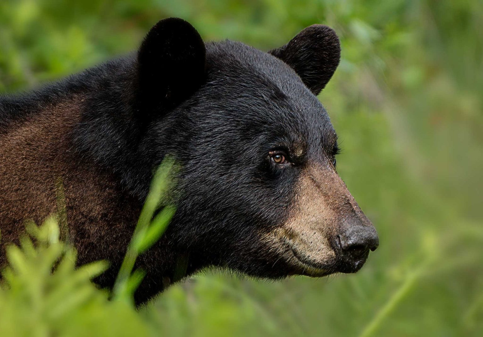 Black Bears of Eastern North Carolina - Ed Erkes Nature Photography