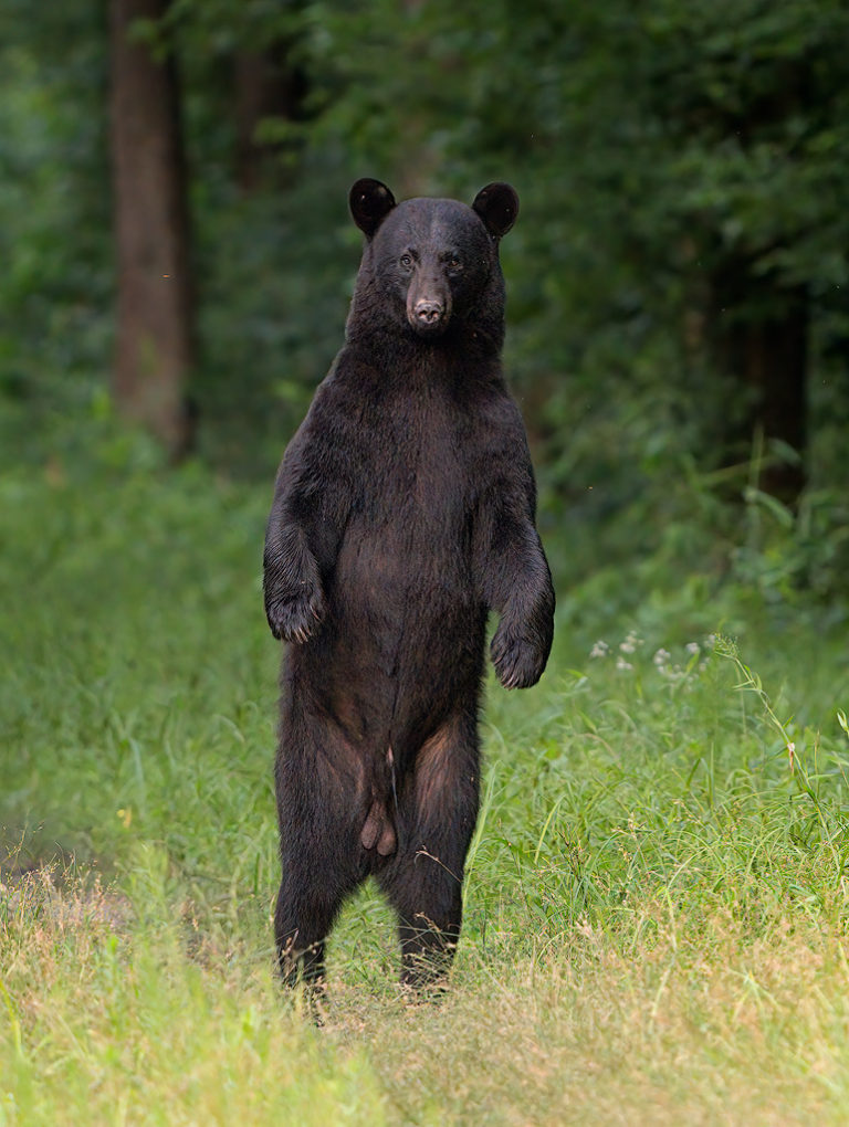 Black Bears of Eastern North Carolina - Ed Erkes Nature Photography