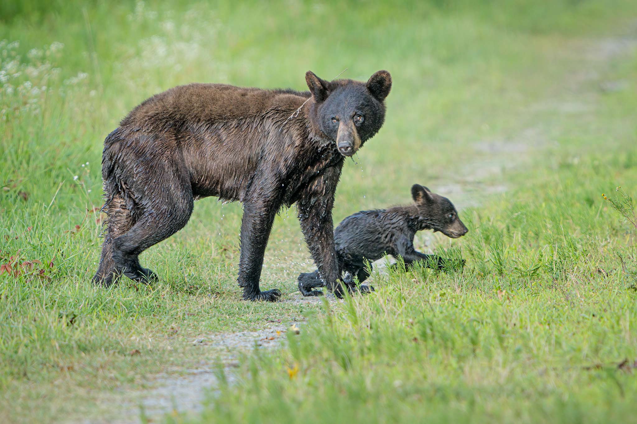 Black Bears of Eastern North Carolina - Ed Erkes Nature Photography