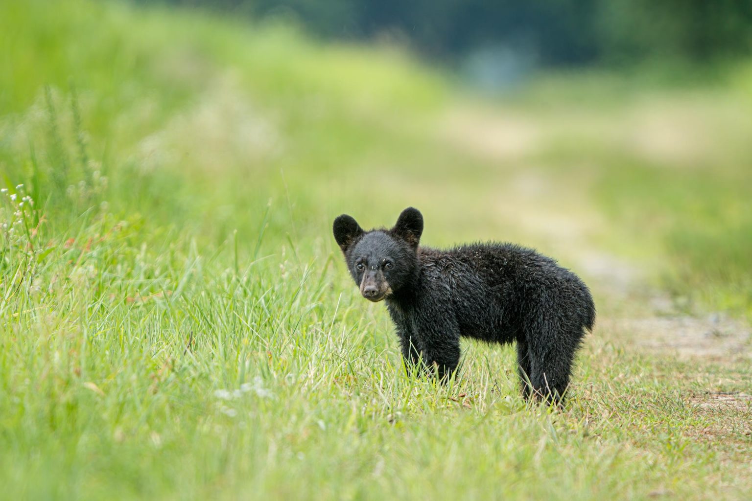 Black Bears of Eastern North Carolina - Ed Erkes Nature Photography