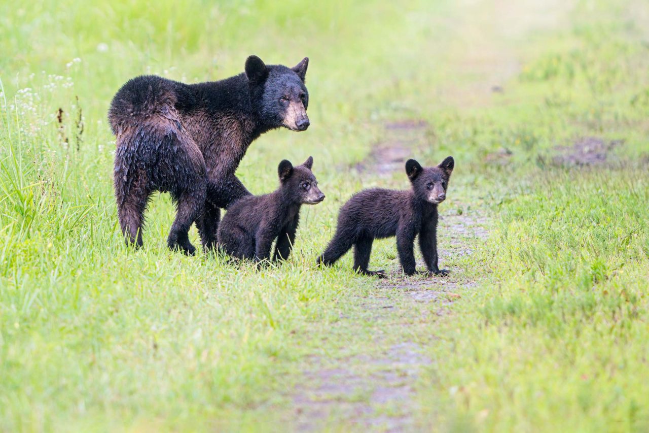 Black Bears of Eastern North Carolina :: Ed Erkes Nature Photography