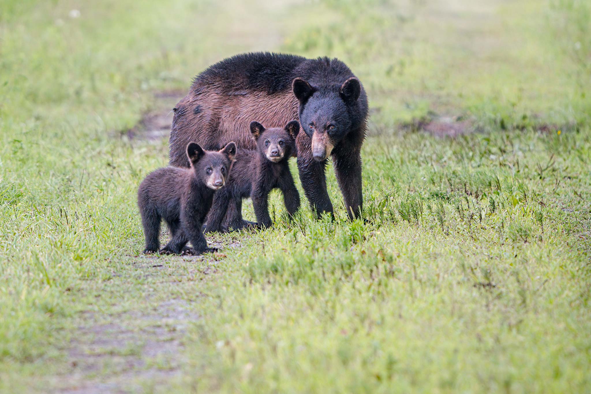 Black Bears of Eastern North Carolina - Ed Erkes Nature Photography