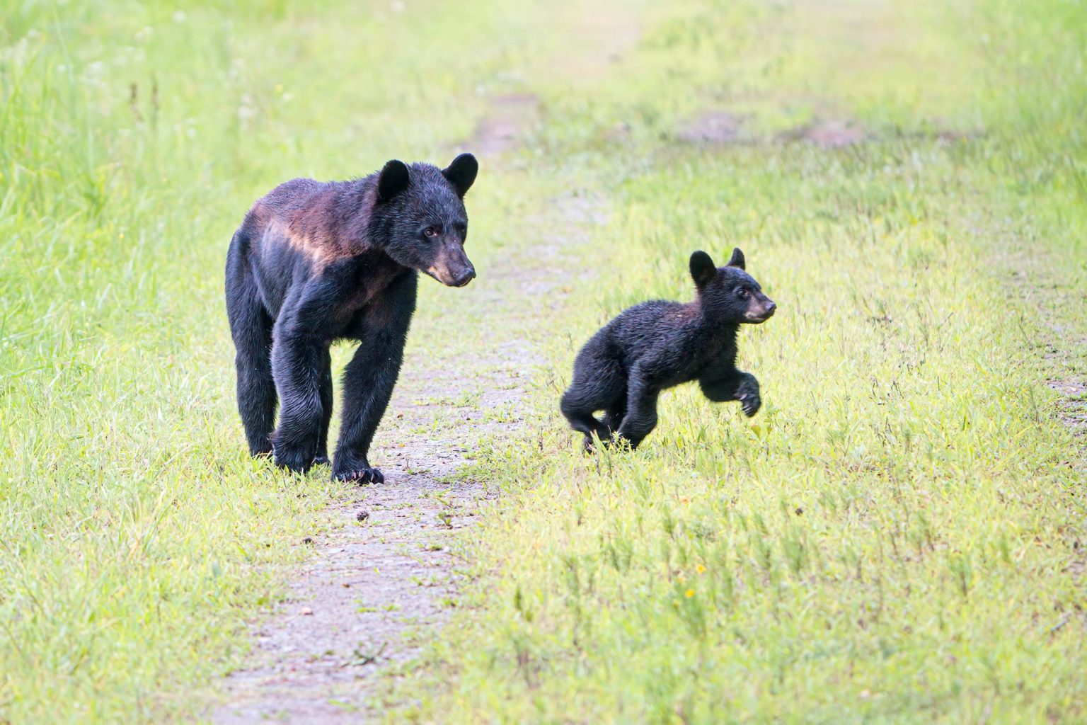 Black Bears of Eastern North Carolina :: Ed Erkes Nature Photography