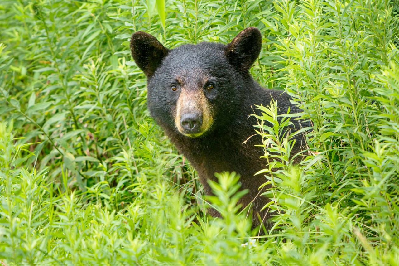 Black Bears of Eastern North Carolina - Ed Erkes Nature Photography