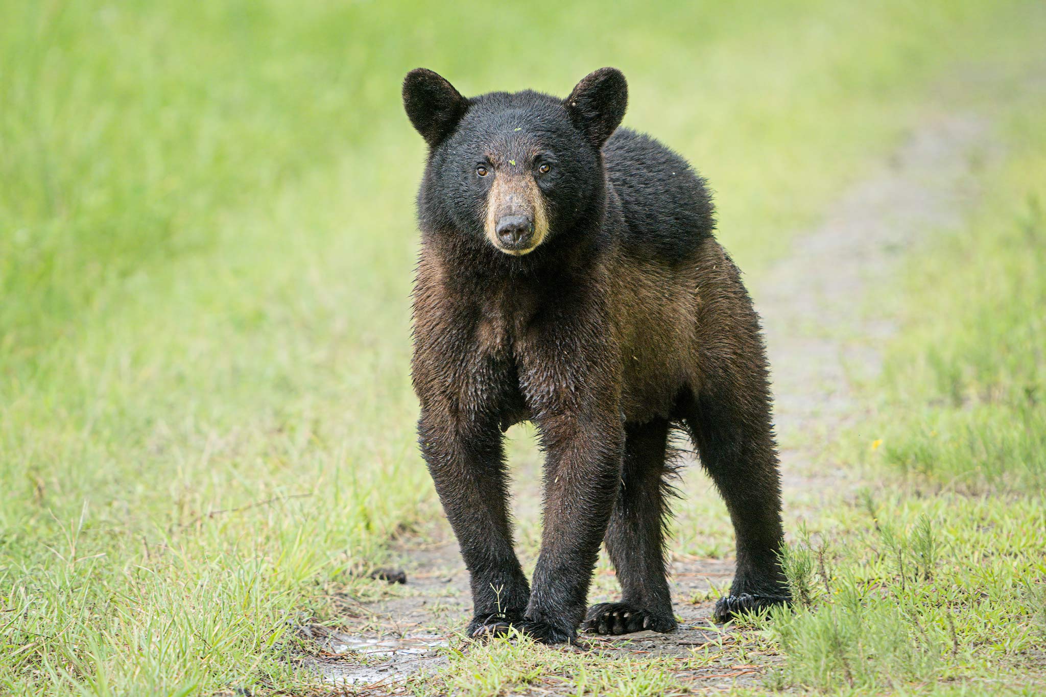 Black Bears of Eastern North Carolina :: Ed Erkes Nature Photography