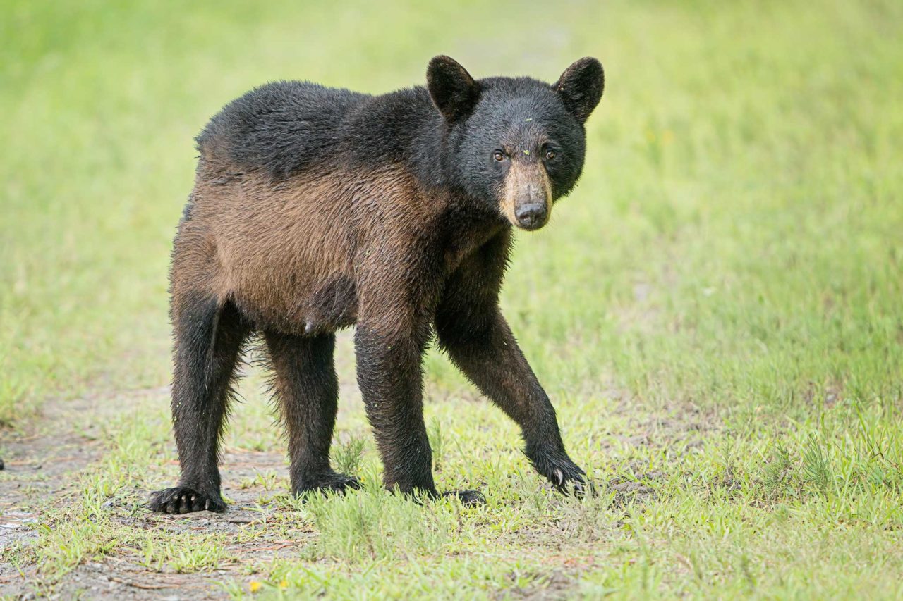 Black Bears of Eastern North Carolina Ed Erkes Nature Photography