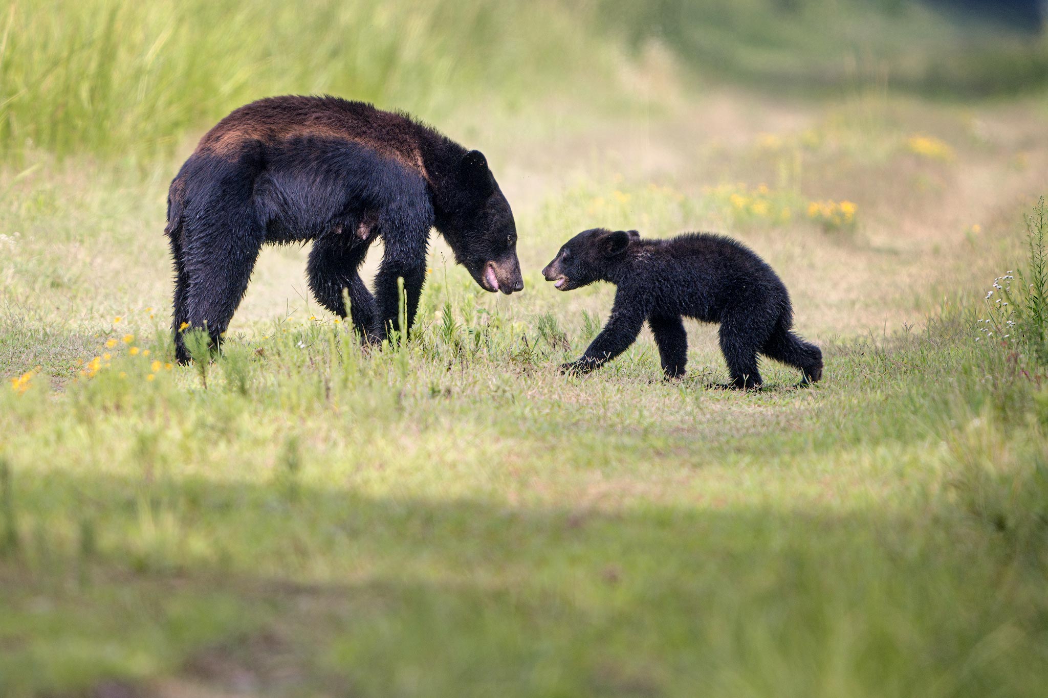 Black Bears of Eastern North Carolina :: Ed Erkes Nature Photography