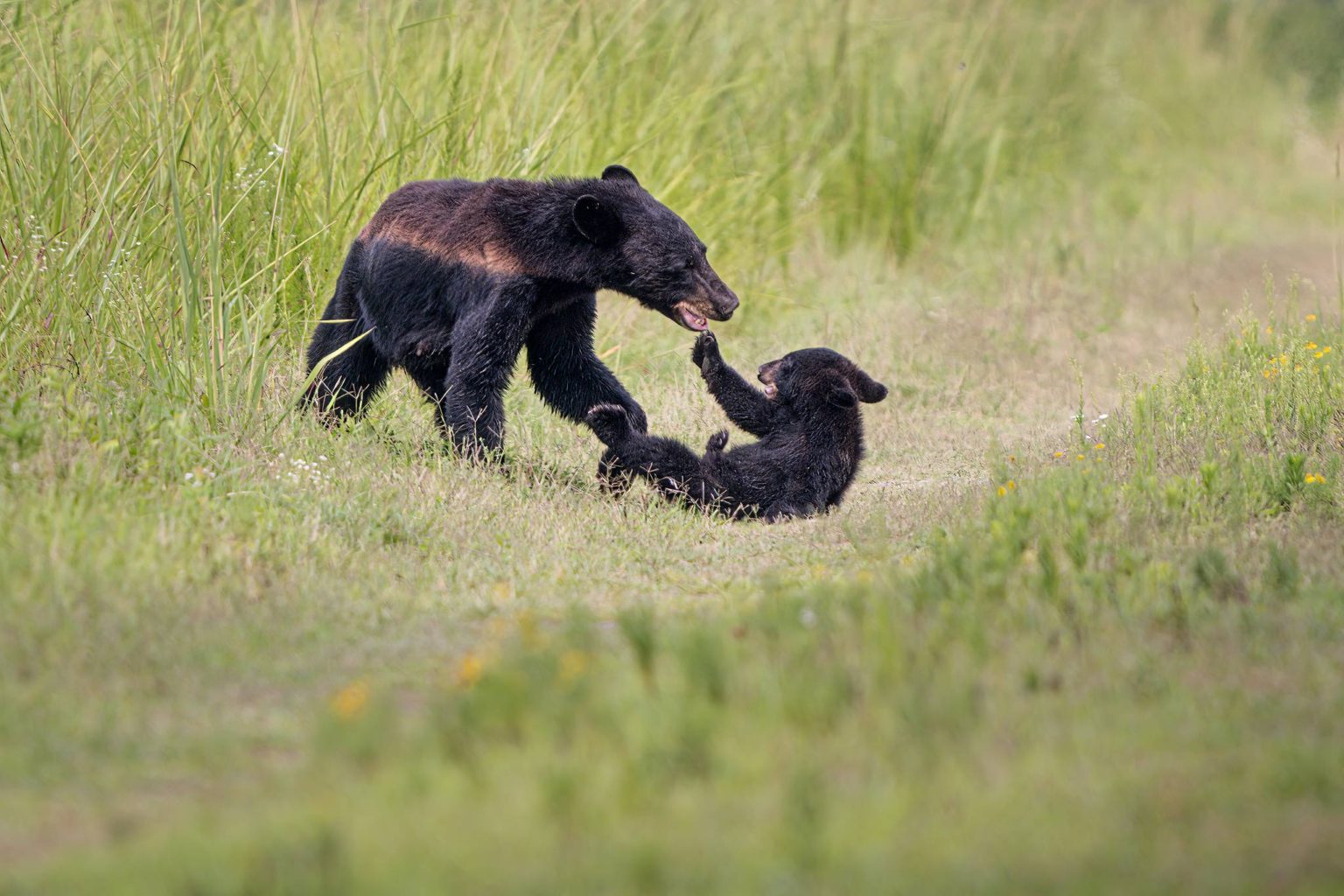 Black Bears of Eastern North Carolina :: Ed Erkes Nature Photography