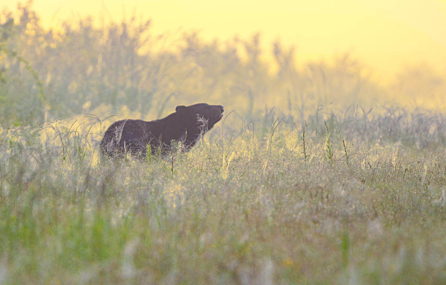 Black Bears of Eastern North Carolina :: Ed Erkes Nature Photography