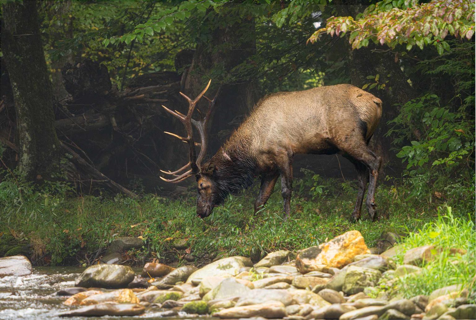 Photographing Elk in the Smoky Mountains :: Ed Erkes Nature Photography