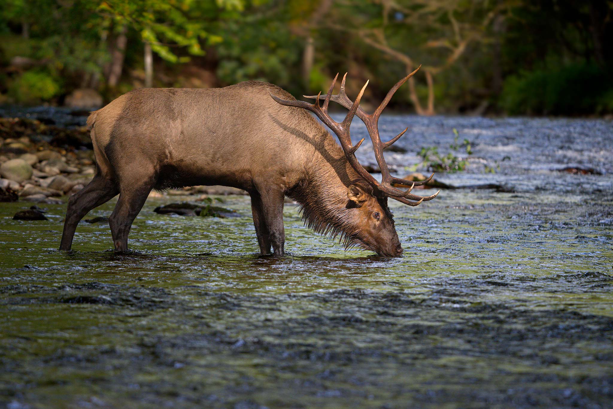 Photographing Elk in the Smoky Mountains - Ed Erkes Nature Photography