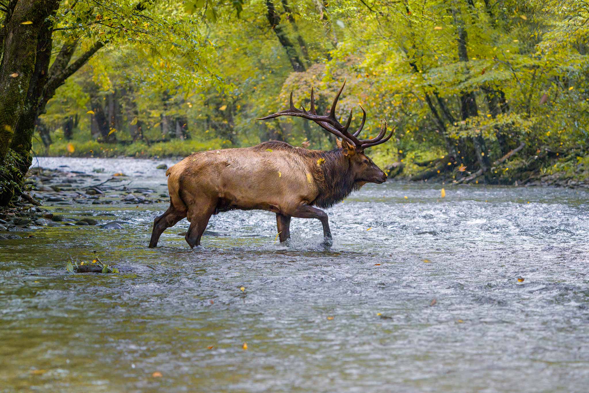 Photographing Elk in the Smoky Mountains