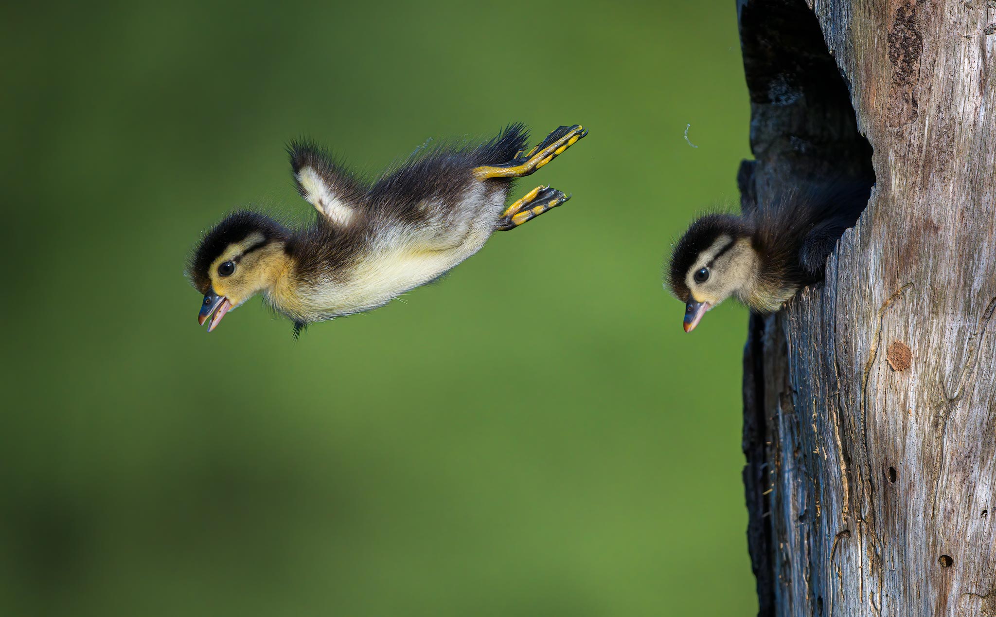 baby wood ducks jumping