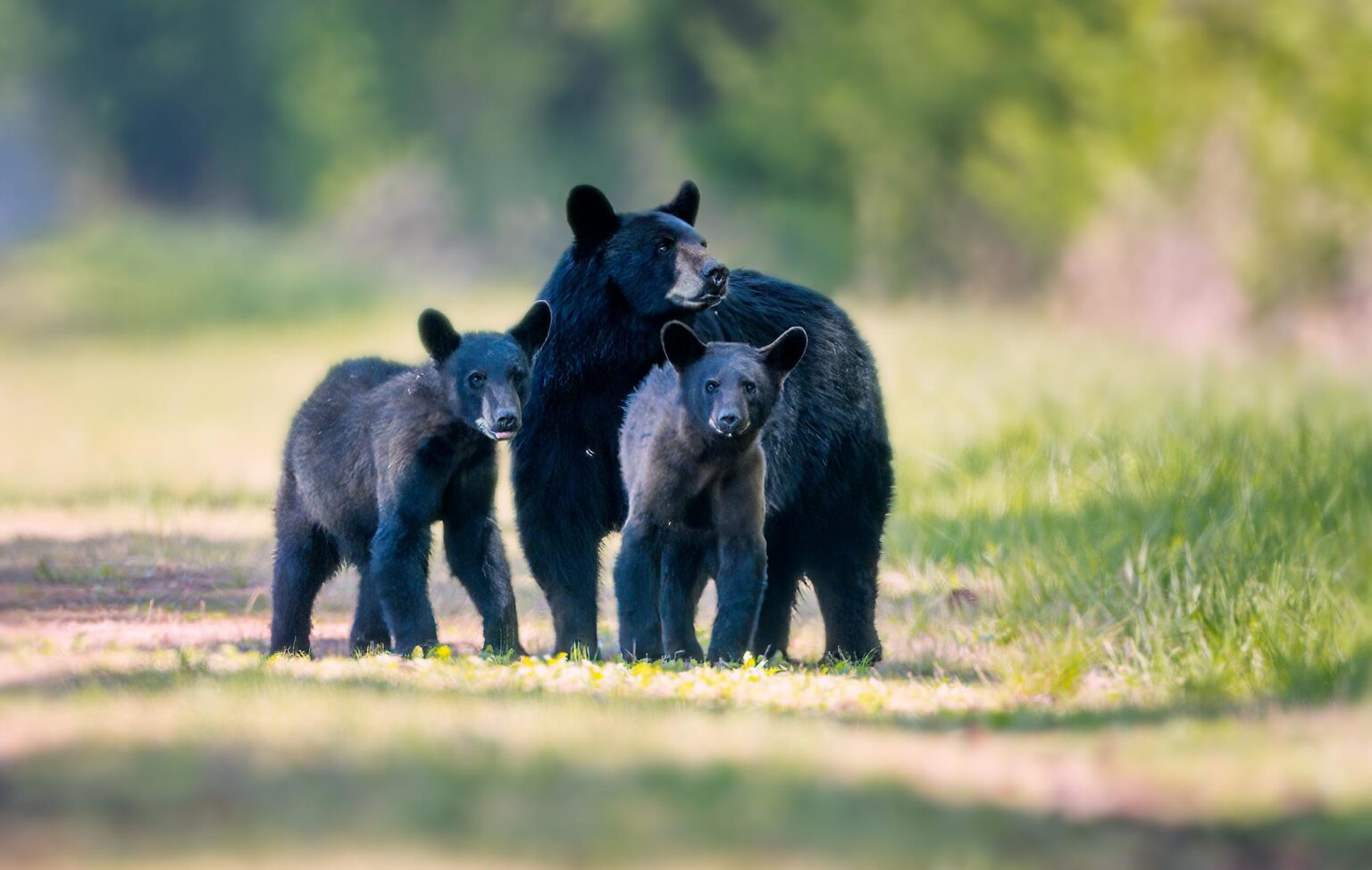 Black Bears of Eastern North Carolina: 2022 :: Ed Erkes Nature Photography