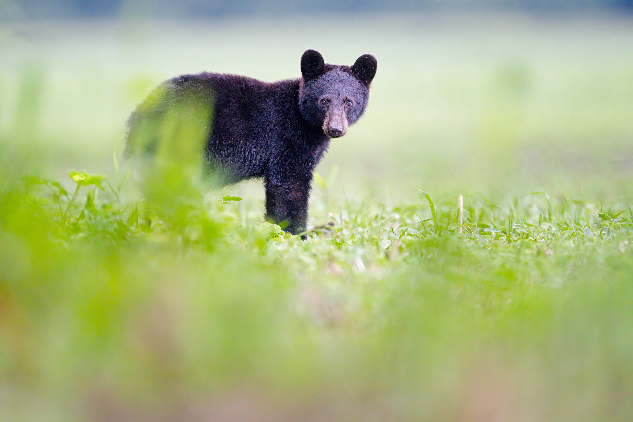 Black Bears of Eastern North Carolina: 2022 :: Ed Erkes Nature Photography