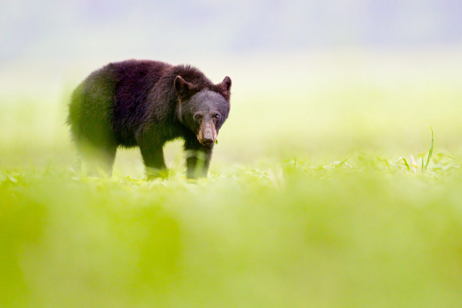 Black Bears of Eastern North Carolina: 2022 :: Ed Erkes Nature Photography