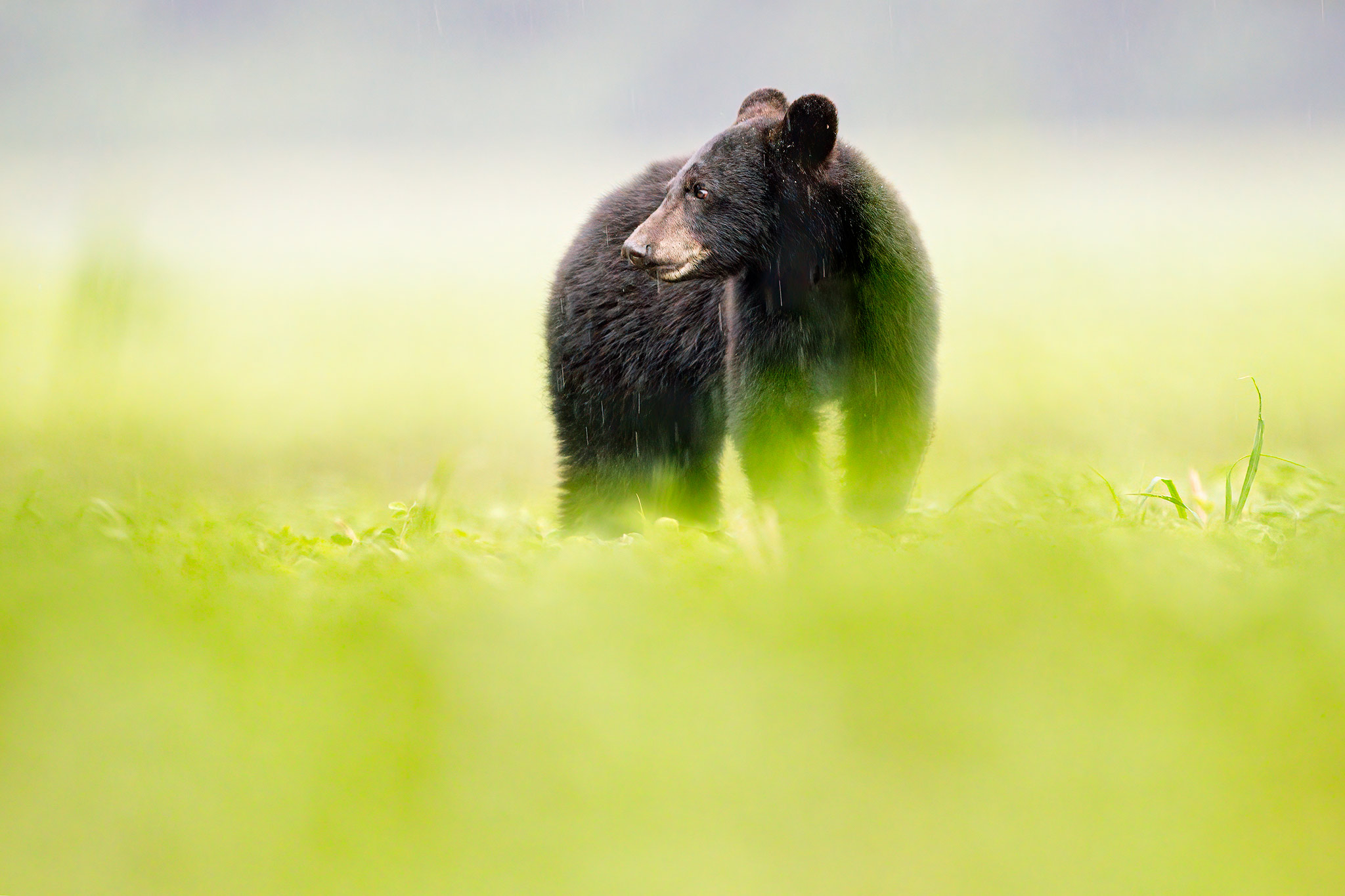 Black Bears of Eastern North Carolina: 2022 :: Ed Erkes Nature Photography