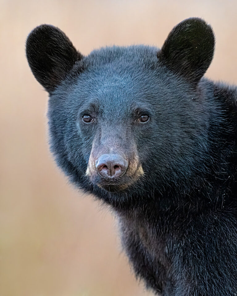 Black Bears of Eastern North Carolina: 2022 :: Ed Erkes Nature Photography