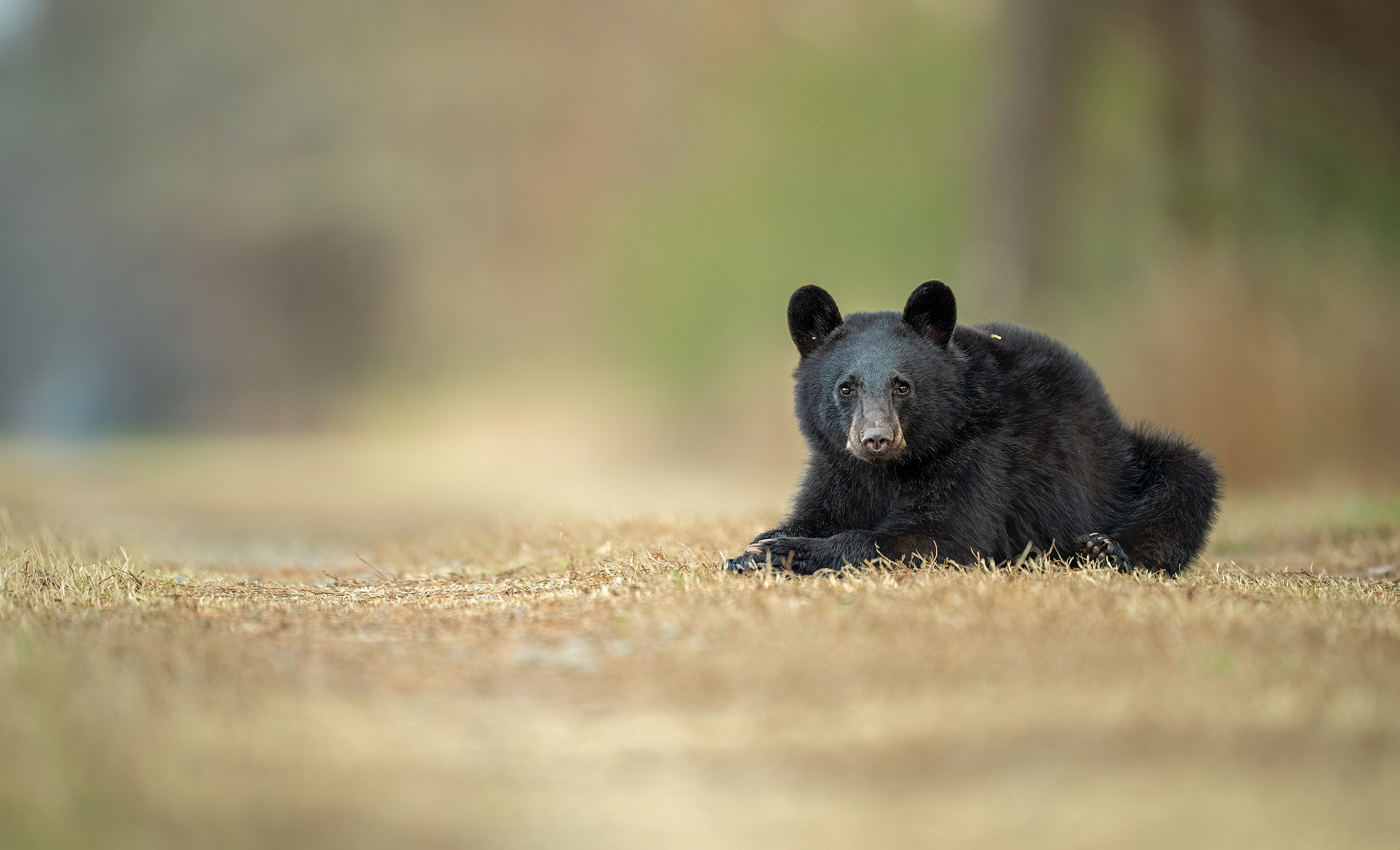 Black Bears of Eastern North Carolina: 2022