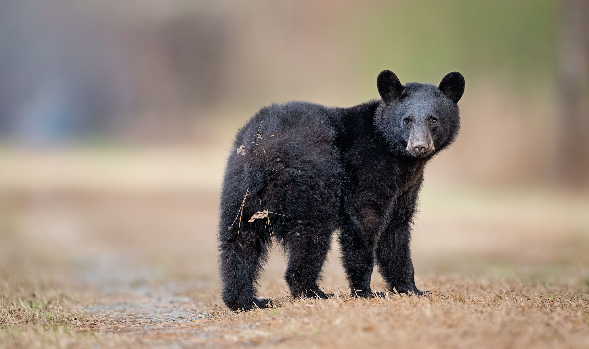 Black Bears of Eastern North Carolina: 2022 :: Ed Erkes Nature Photography