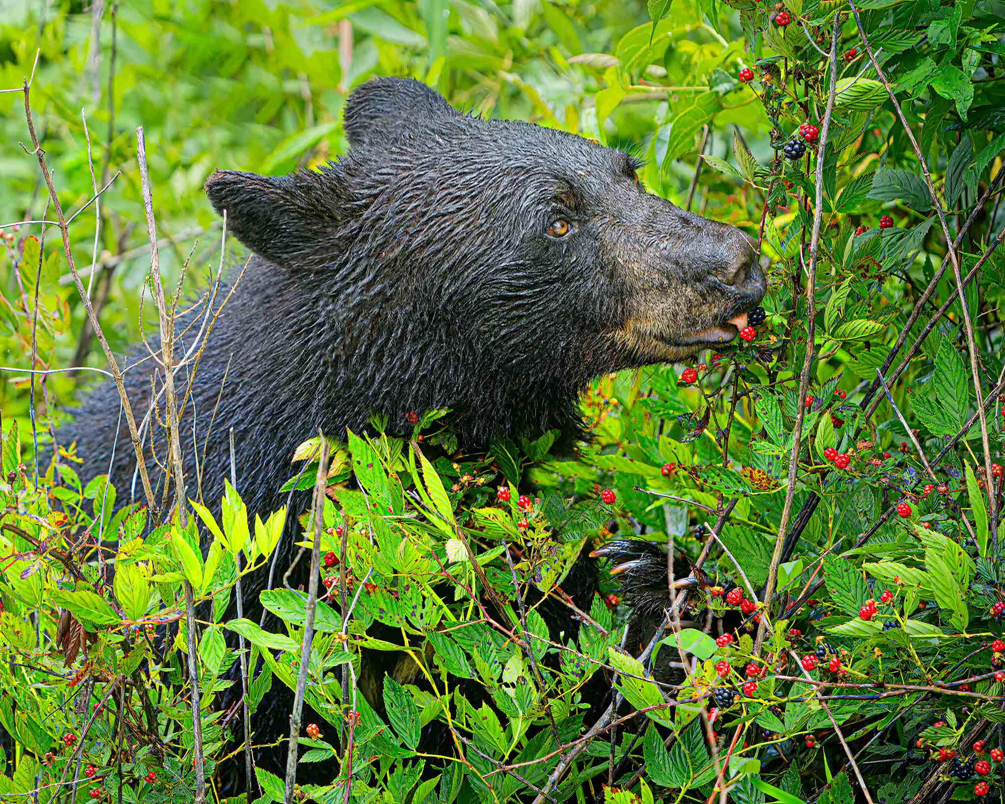 Black Bears of Eastern North Carolina: 2022 :: Ed Erkes Nature Photography