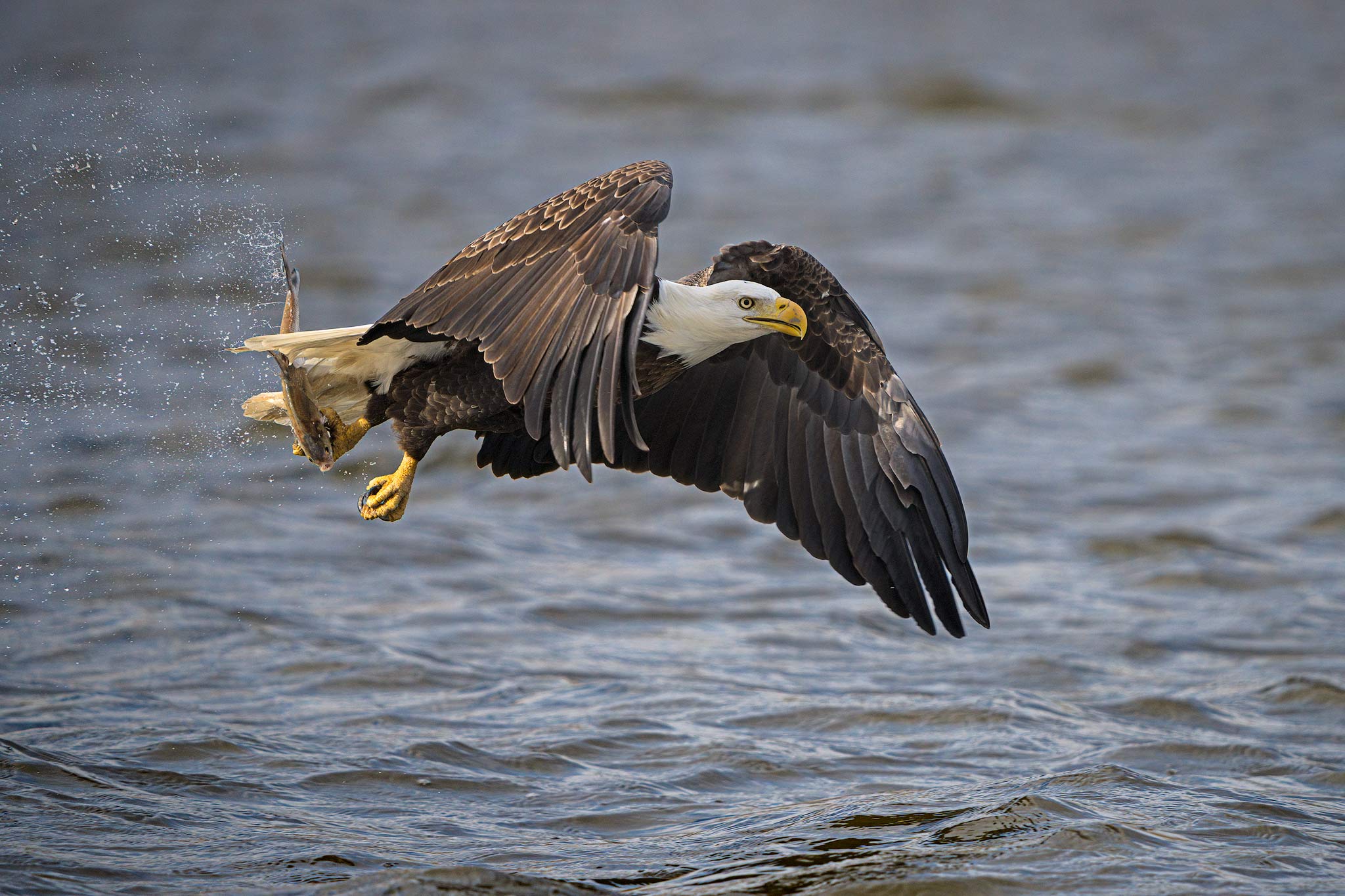 Photographing Eagles and Ospreys. Part 1: Eagles