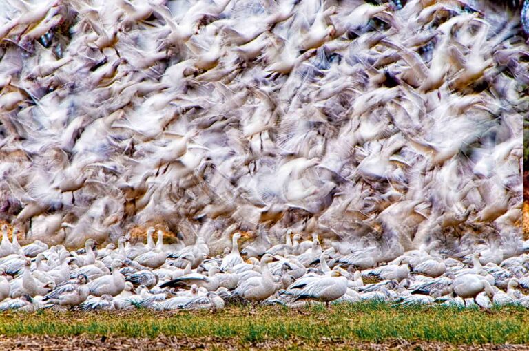 What Makes a Good Image? - Ed Erkes Nature Photography